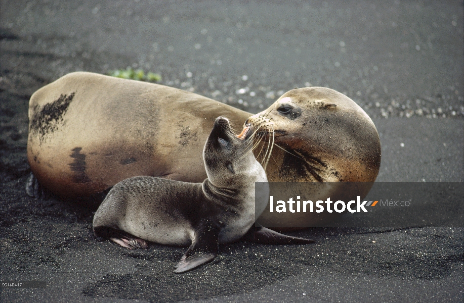 León marino de Galápagos (Zalophus wollebaeki) madre y el cachorro recién nacido desarrollo vocal en