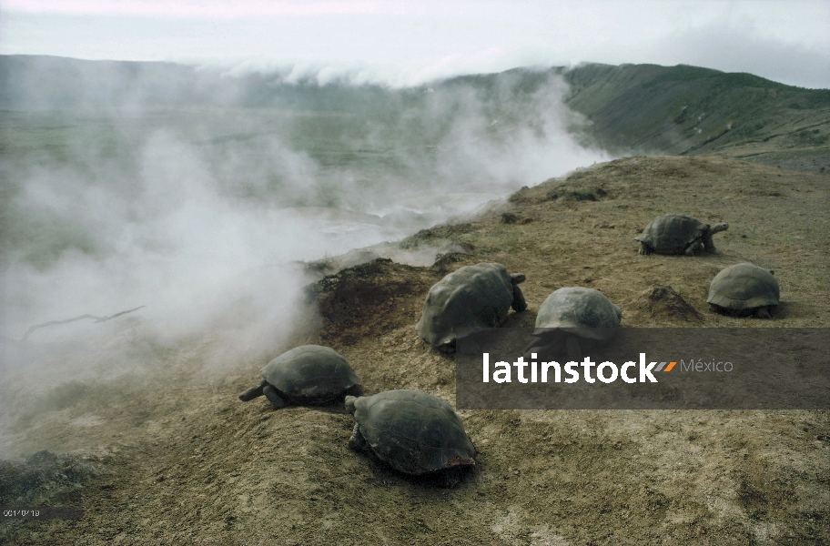 Grupo de la tortuga gigante de Galápagos (Chelonoidis nigra) en el área la fumarola en el borde de l