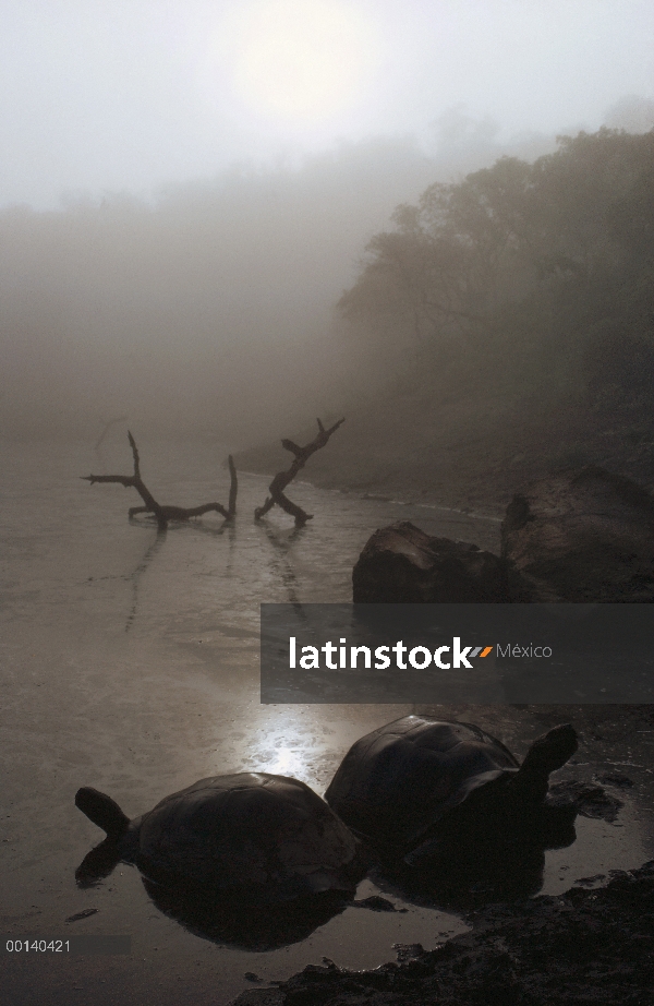 Par de tortuga gigante de Galápagos (Chelonoidis nigra) en la charca de la temporada de lluvias, vol