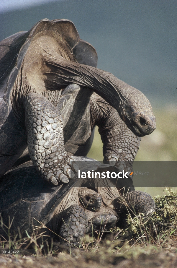 Pareja de tortuga gigante de Galápagos (Chelonoidis nigra) apareamiento durante la temporada de lluv