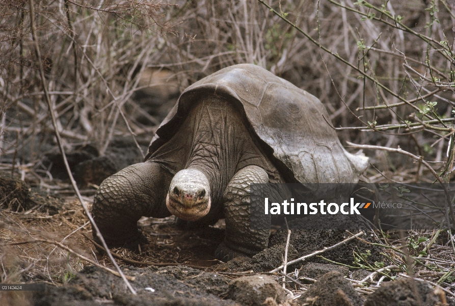 Tortuga de Galápagos de la isla Pinta (Chelonoidis nigra abingdoni), solitario George, el último sob