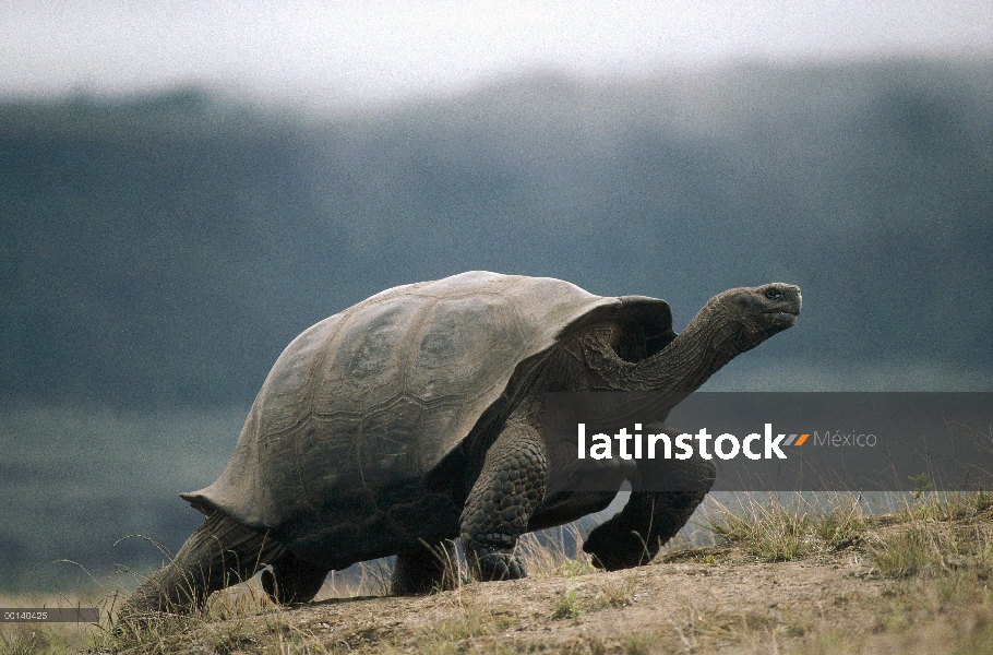 Retrato hombre grande tortuga gigante de Galápagos (Chelonoidis nigra), volcán Alcedo, Islas Galápag