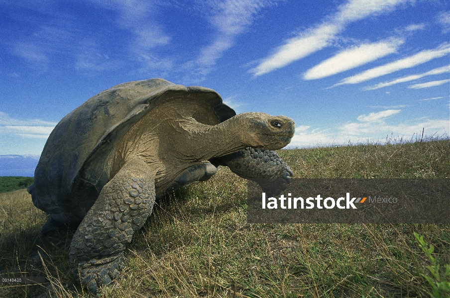 Varón de tortuga gigante de Galápagos (Chelonoidis nigra) en época seca en la caldera del borde, vol