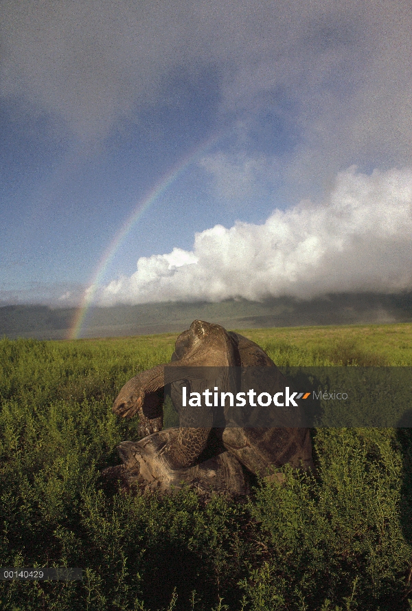 Pareja de tortuga gigante de Galápagos (Chelonoidis nigra) apareamiento en temporada de lluvias, vol