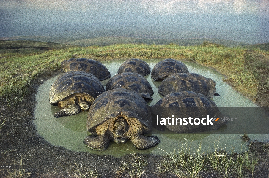 Grupo de la tortuga gigante de Galápagos (Chelonoidis nigra) revolcándose en charca estacional en el