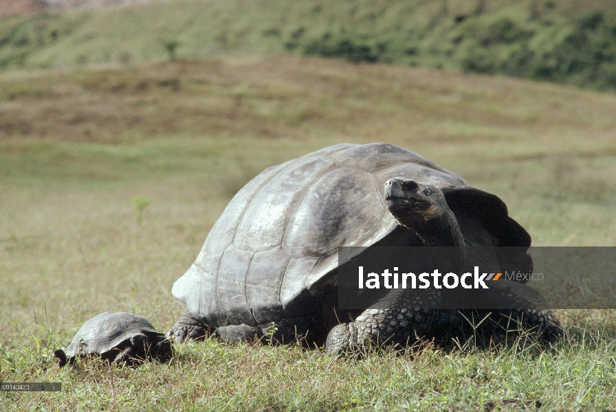 Joven de tortuga gigante de Galápagos (Chelonoidis nigra) cinco años con el hombre antiguo, volcán A