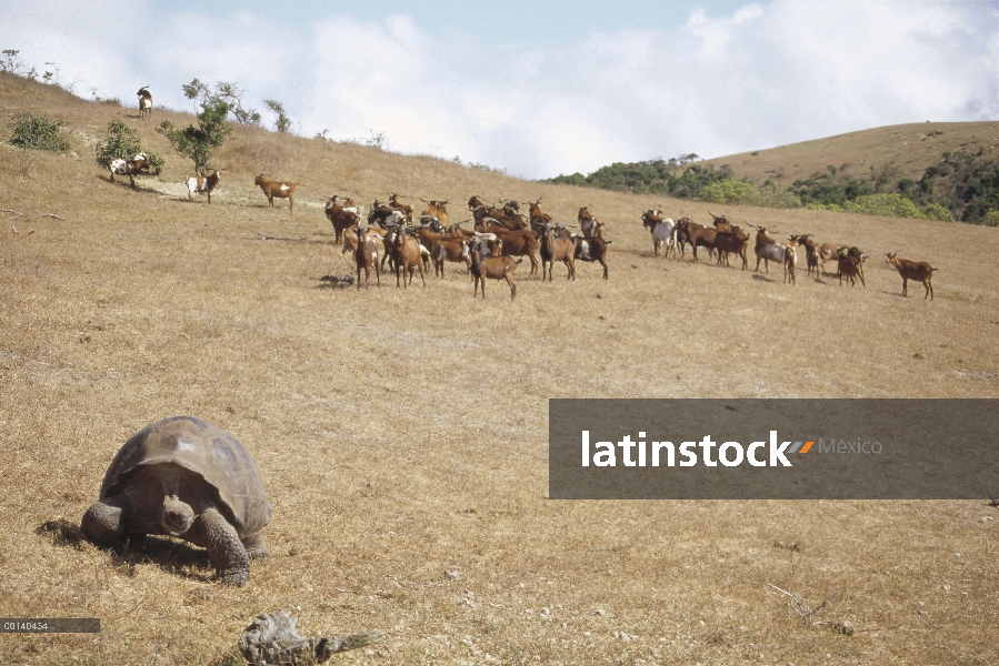 Manada de cabras salvajes (hircus de Capra), nueva invasión causando rápida desertización de último 