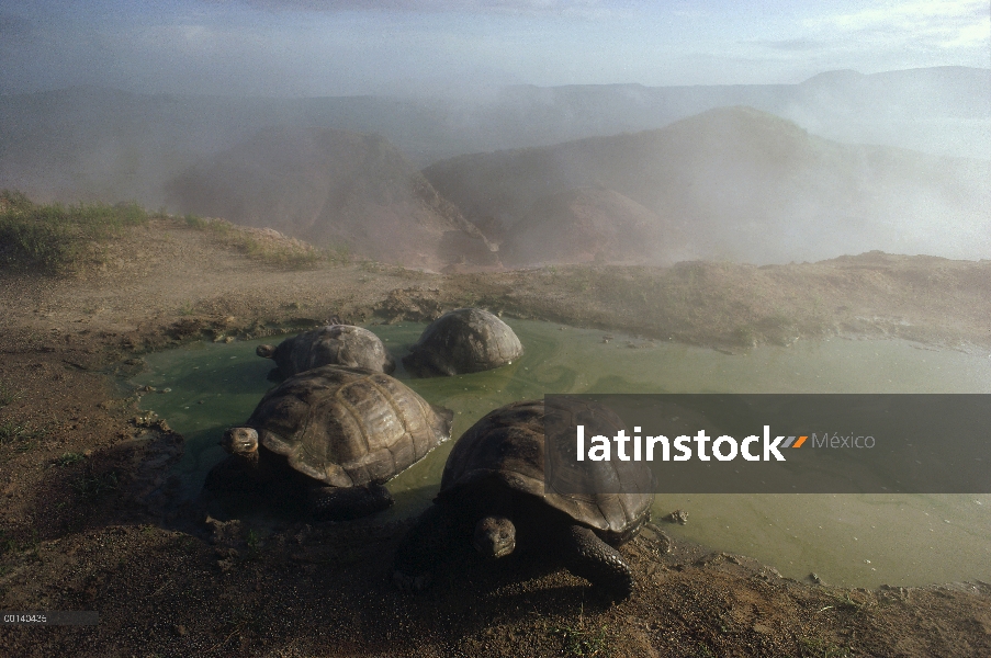 Grupo de la tortuga gigante de Galápagos (Chelonoidis nigra) revolcándose en charca estacional en el