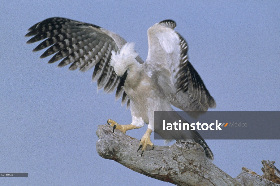 Chick inmaduro de águila arpía (Harpia harpyja) ejercitar sus alas y garras de muertos nido árbol, l