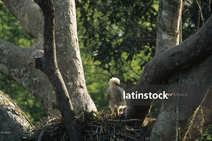 La madre espera tres meses de polluelo de águila arpía (Harpia harpyja) el regreso de al selva nido,