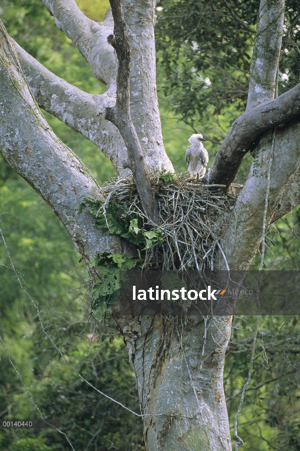 La madre espera tres meses de polluelo de águila arpía (Harpia harpyja) el regreso de al selva nido,