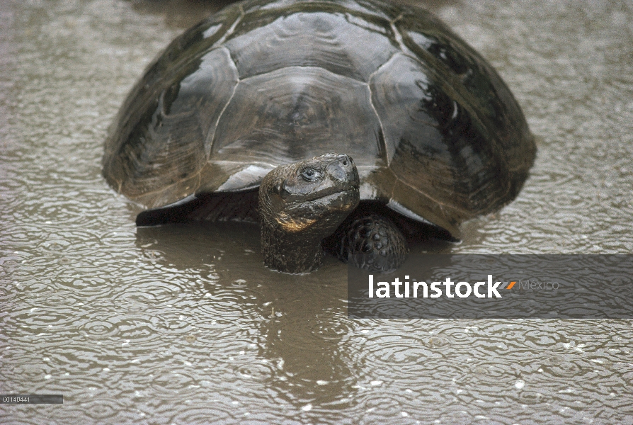 Tortuga gigante de Galápagos (Chelonoidis nigra) revolcándose en la piscina fresca durante el aguace