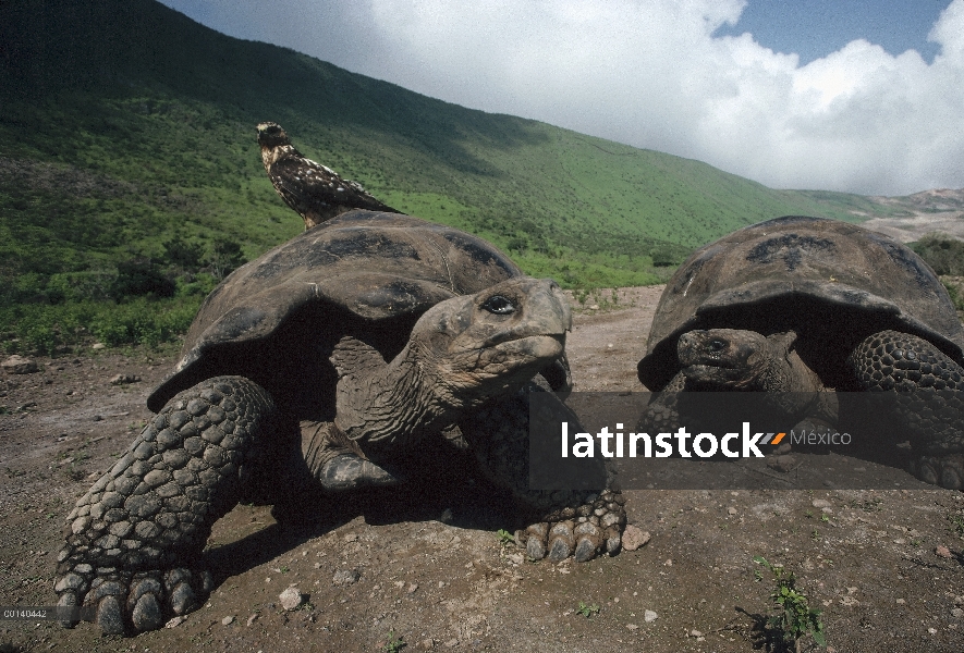 Volcán Alcedo tortuga gigante (Chelonoidis nigra vandenburghi) en planta de la caldera con Halcón de