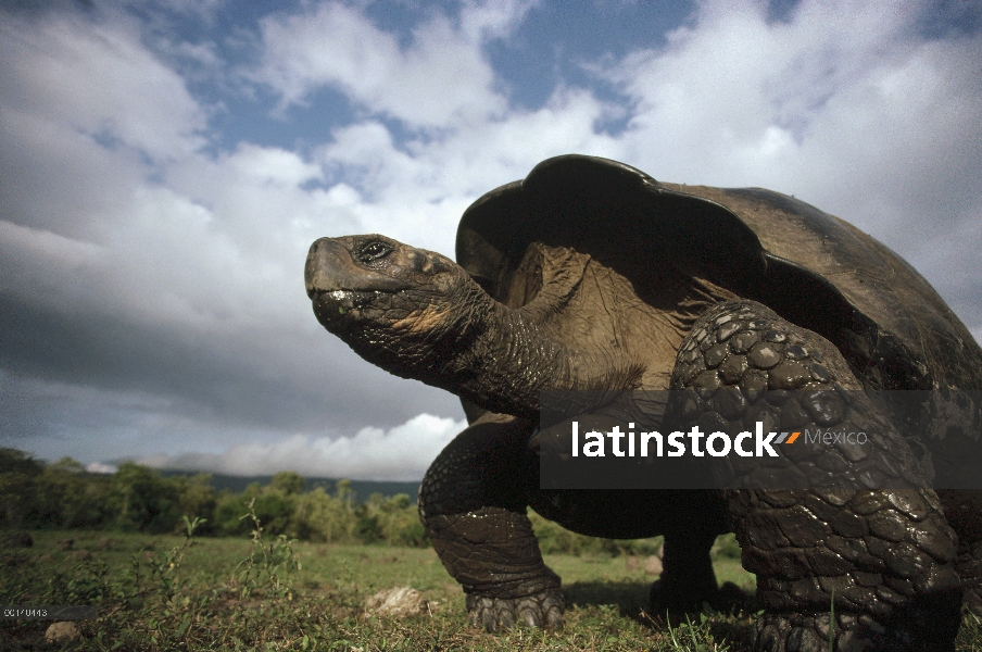 Gran macho de tortuga gigante de Galápagos (Chelonoidis nigra) en el piso de la caldera, volcán Alce