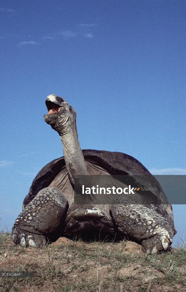 Tortuga gigante de Galápagos (Chelonoidis nigra) bostezo, volcán Alcedo, Isla Isabel, Galápagos, Ecu