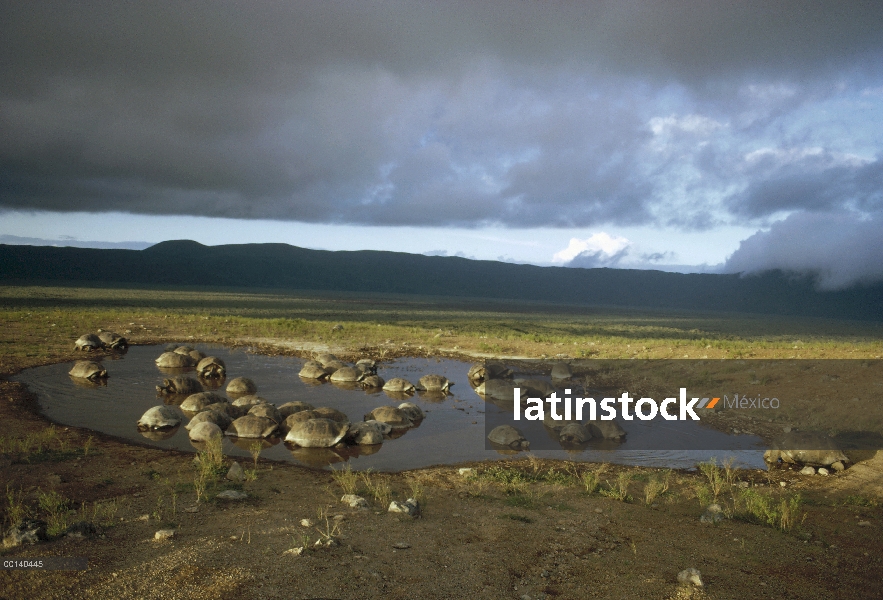 Grupo de la tortuga gigante de Galápagos (Chelonoidis nigra) congrega en piscina interior de caldera