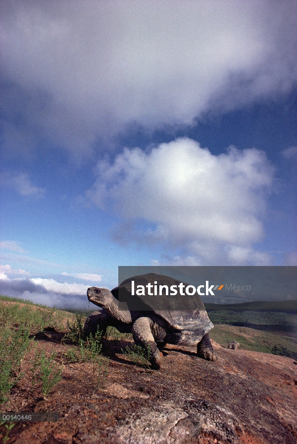 Tortuga gigante de Galápagos (Chelonoidis nigra) en el borde de la caldera, volcán Alcedo, Isla Isab
