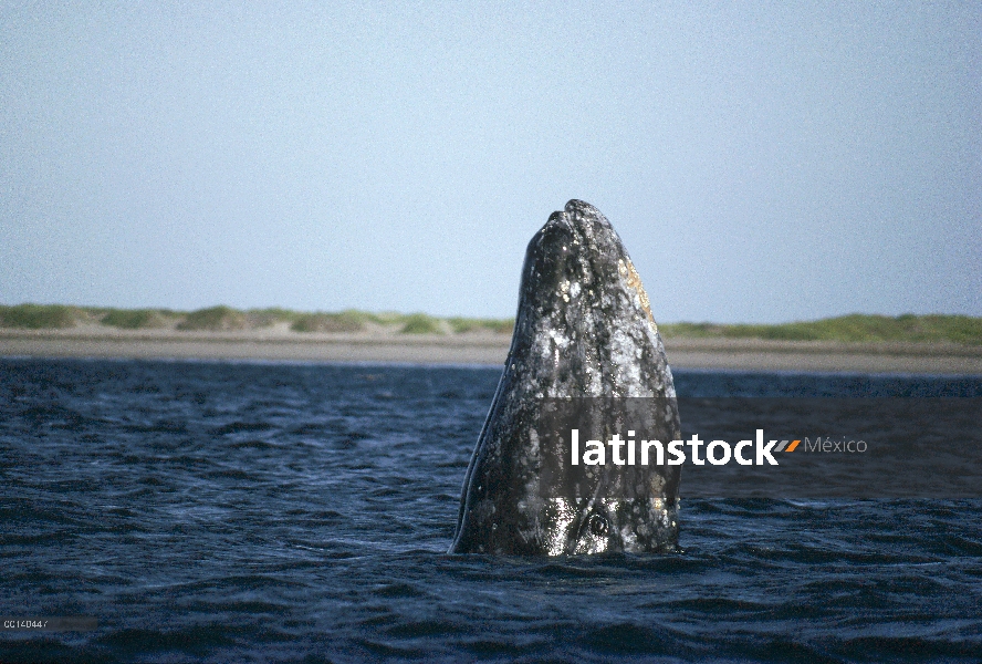 Ballena gris (Eschrichtius robustus) adultos spy hopping en la crianza de Laguna, Bahía Magdalena, B