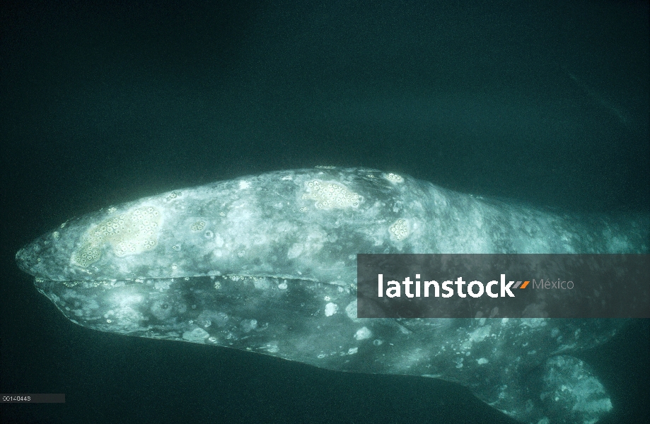 Ballena gris (Eschrichtius robustus) curioso adulto bajo el agua, Bahía Magdalena, Baja California, 