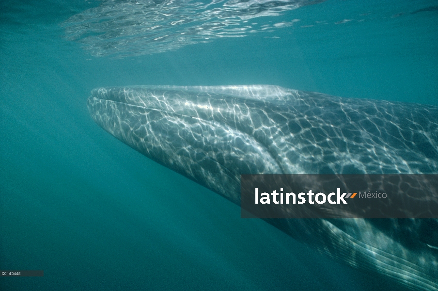 Adulto residente de rorcual (común Balaenoptera physalus) en el invierno alimentación, mar de Cortés