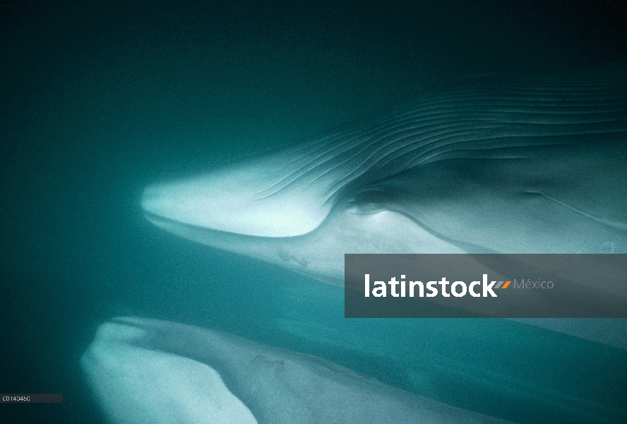 Rorcual (común Balaenoptera physalus) adultos residentes en invierno alimentación, mar de Cortés, Ba