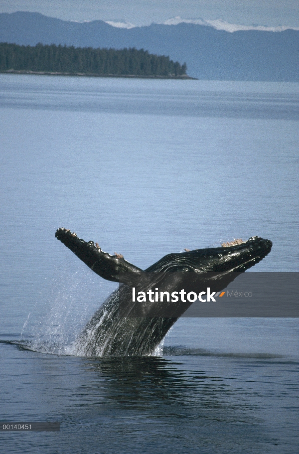 Ballena jorobada (Megaptera novaeangliae) incumpliendo en verano alimentación, sureste de Alaska