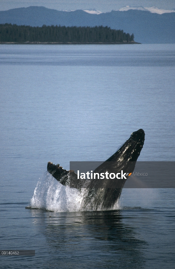 Ballena jorobada (Megaptera novaeangliae) incumpliendo en verano alimentación, sureste de Alaska