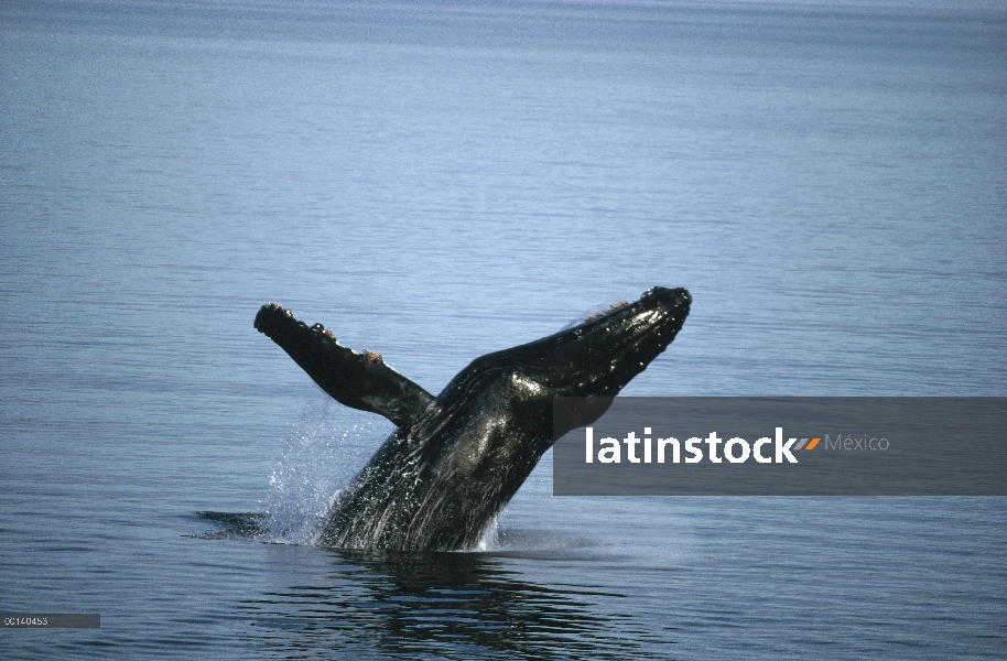 Ballena jorobada (Megaptera novaeangliae) incumpliendo en verano alimentación, sureste de Alaska