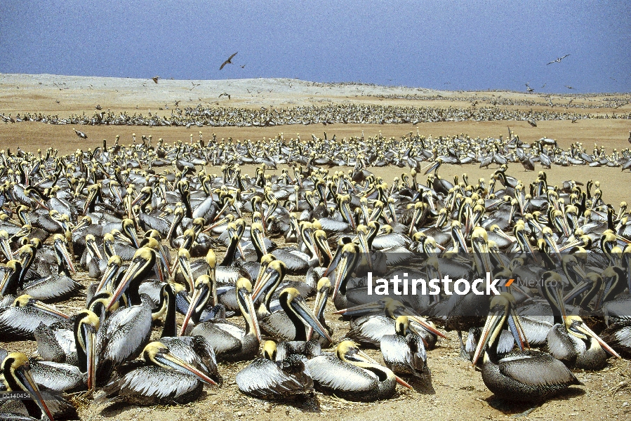 Colonia de anidación pelícano peruano (Pelecanus thagus) Guano Isla Lobos De Afuera, Perú