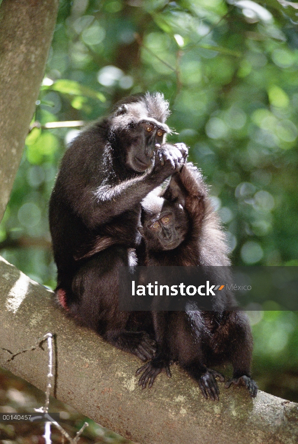 Par de macaco negro de Célebes (Macaca nigra) aseo, Sulawesi, Indonesia