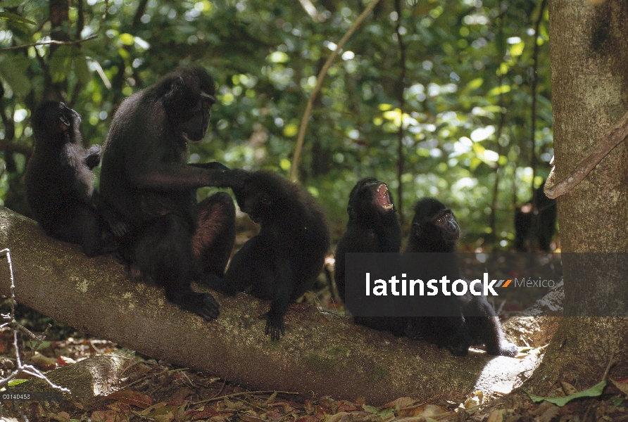 Grupo macaco negro de Célebes (Macaca nigra), media mañana descanso y aseo período de sesiones, Dua 