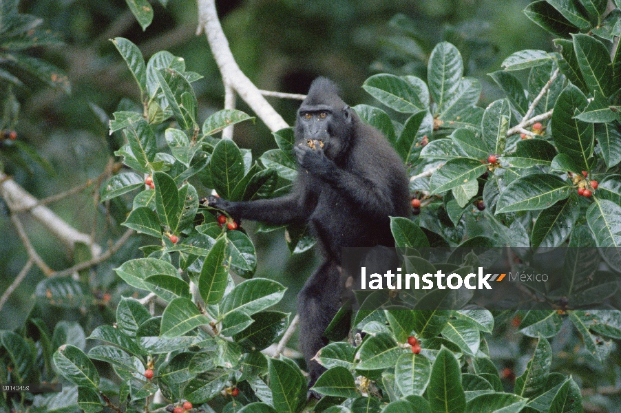 Macaco negro de Célebes (Macaca nigra) pelar higos (Ficus forstini) de fruta madura, reserva de natu