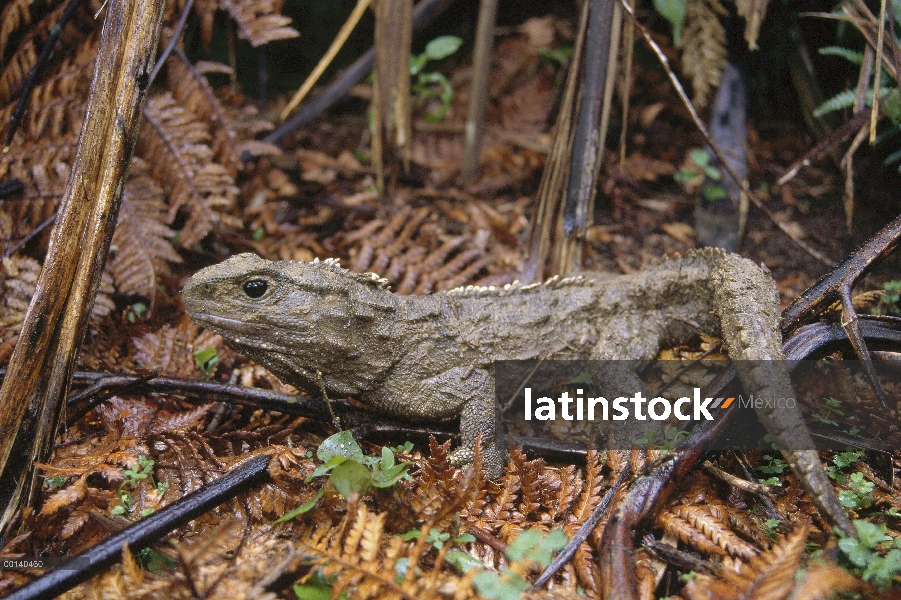 Retrato masculino 70 años de Tuatara (Sphenodon punctatus), la única especie sobreviviente de un ord