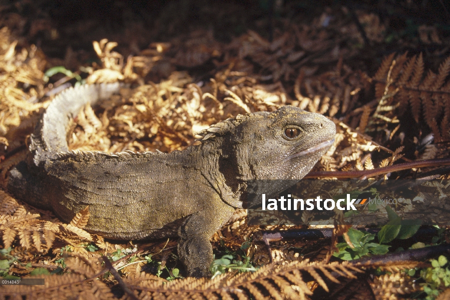 Retrato masculino 70 años de Tuatara (Sphenodon punctatus), la única especie sobreviviente de un ord