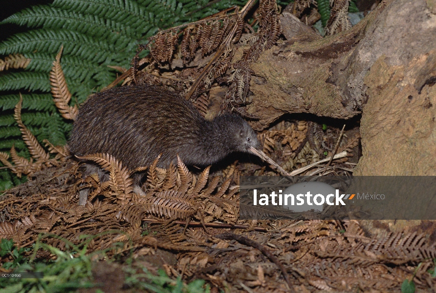 Padre Brown Kiwi (Apteryx australis) con huevo, casa Kiwi, criadero Otorohanga, Nueva Zelanda