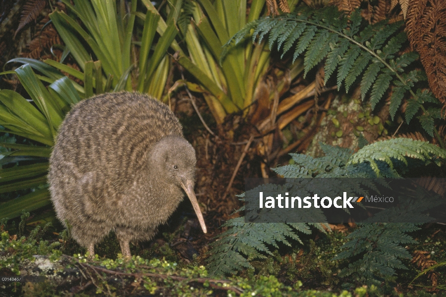 Gran hombre Kiwi manchado (Apteryx haastii) en hábitat de la selva, casa Kiwi, criadero Otorohanga, 