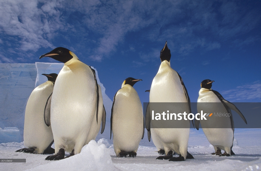 Grupo del pingüino emperador (Aptenodytes forsteri), junto a la plataforma de hielo de Ekstrom, mar 