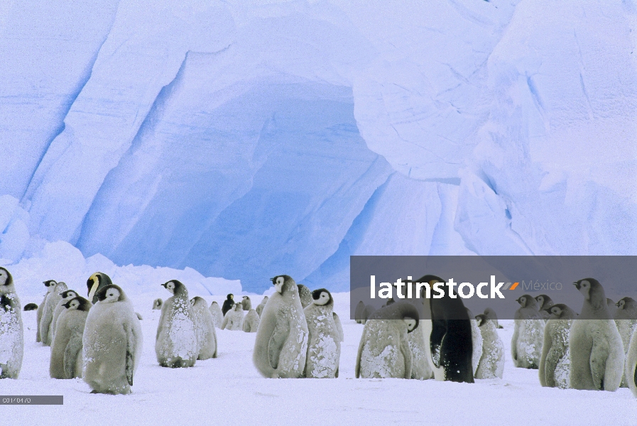 Pingüino emperador (Aptenodytes forsteri) Colonia grande en el mar hielo, Bahía de Atka, princesa Ma