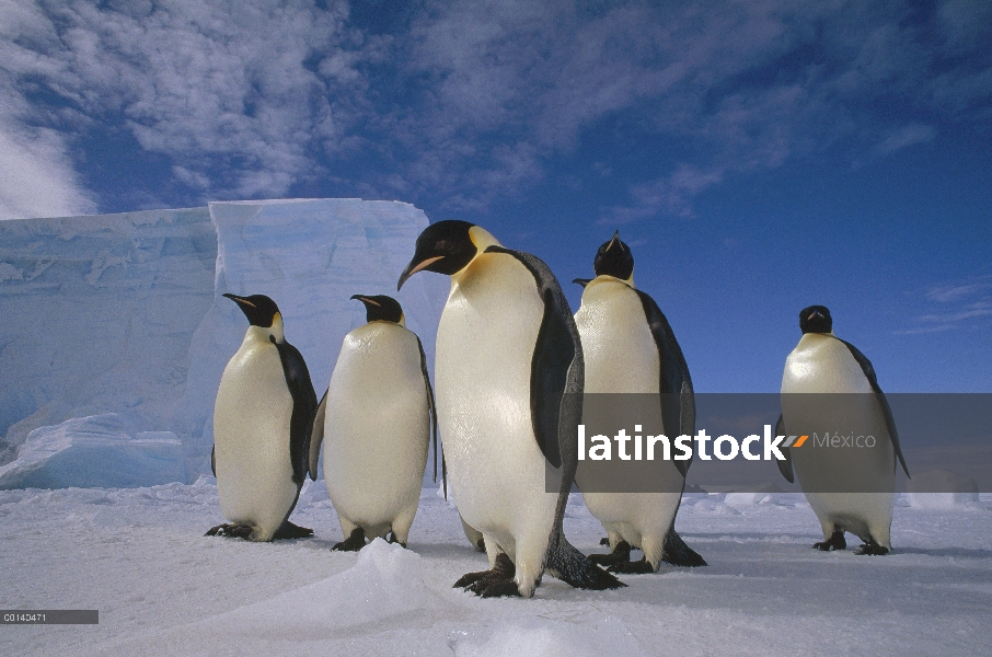 Grupo del pingüino emperador (Aptenodytes forsteri), junto a la plataforma de hielo de Ekstrom, mar 