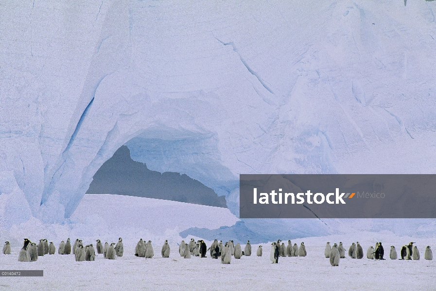 Pingüino emperador (Aptenodytes forsteri) Colonia grande en el mar hielo, Bahía de Atka, princesa Ma