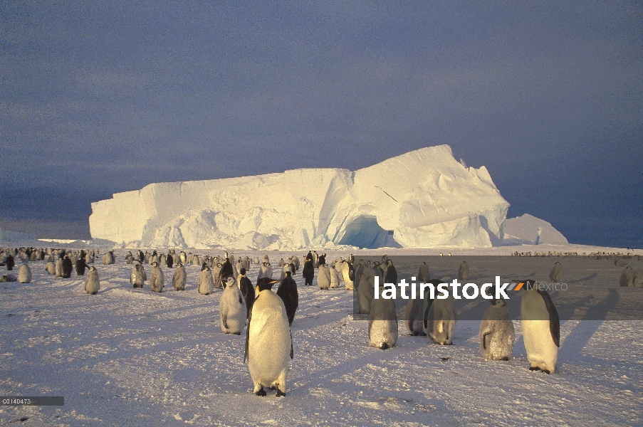 Pingüino emperador (Aptenodytes forsteri) Colonia grande en el mar hielo, Bahía de Atka, princesa Ma