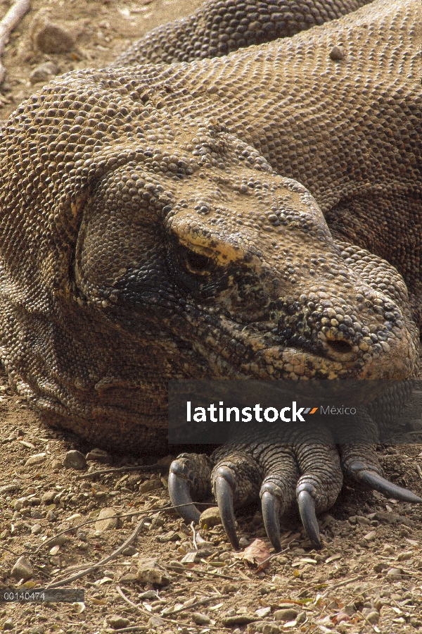 Dragón de Komodo (komodoensis de Varanus) gran hombre tomar el sol, Parque Nacional de Komodo, isla 