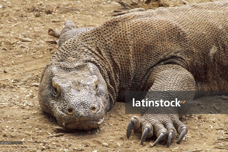 Dragón de Komodo (komodoensis de Varanus) gran hombre tomar el sol, Parque Nacional de Komodo, isla 