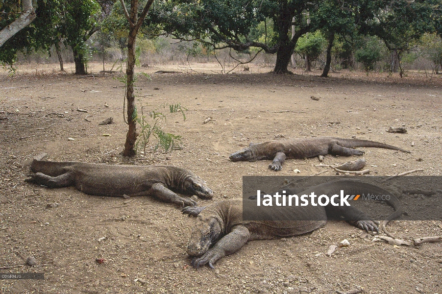 Dragón de Komodo (komodoensis de Varanus) machos grandes tomar el sol, Parque Nacional de Komodo, is