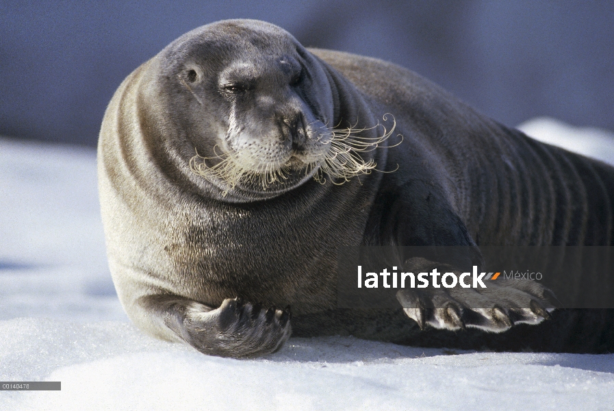 Barbudo sello (Erignathus barbatus) descansando sobre el hielo flotante, Kongsfjorden, Spitsbergen, 