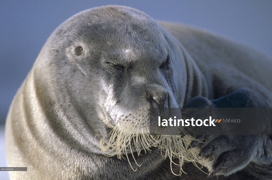 Barbudo sello (Erignathus barbatus) descansando sobre el hielo flotante, Kongsfjorden, Spitsbergen, 