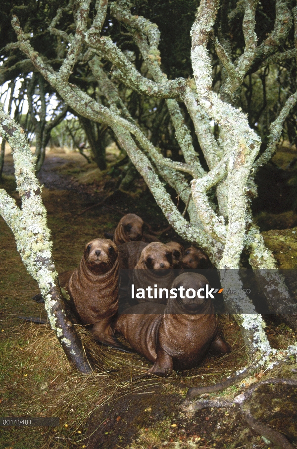 Cachorros jóvenes de Hooker lobos (Hookeri de Phocarctos) jugando en rata bosque, isla de Enderby, I