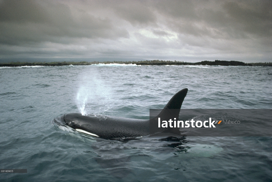 Macho de Orca (Orcinus orca) frecuentan aguas costeras en busca de rayas, isla de Santa Cruz, Galapa