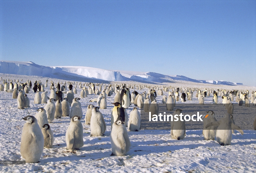 Colonia de pingüino emperador (Aptenodytes forsteri) en el hielo entre los témpanos congelados, Bahí