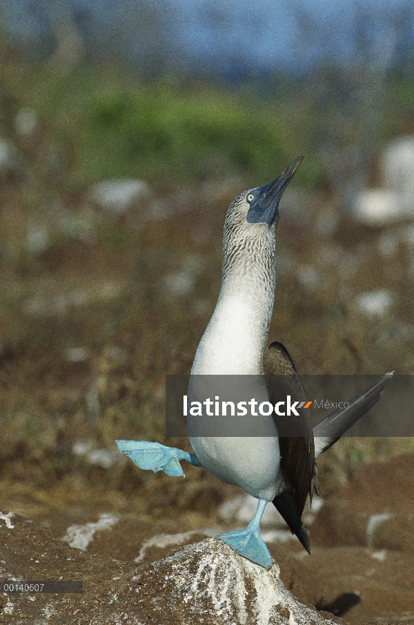 Piquero de patas azules (Sula nebouxii) baile, Islas Galápagos, Ecuador